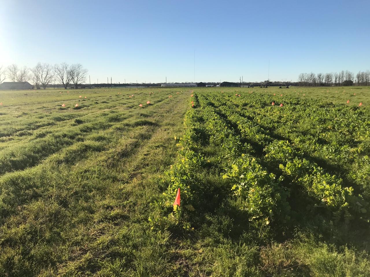 Studies analyze long-term benefits of cover crops at planting, termination